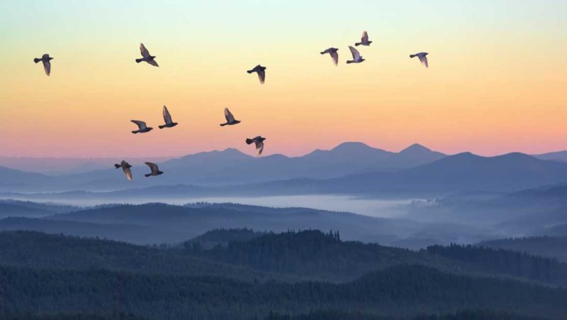 Birds flying over a mountain range