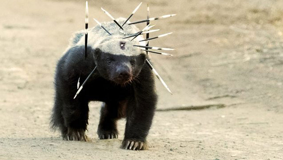 Honey Badger after tangling with a porcupine